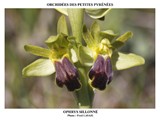 OPHRYS SILLONNEÌ